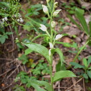 Waldvögele - Cephalanthera rubra