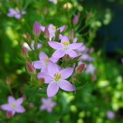 Tausendgüldenkraut -Centaurium erythraea