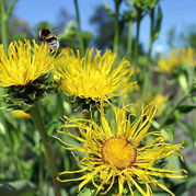 Alant - Inula helenium