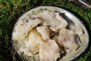 Elemi - Canarium luzonicum