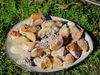 Schwarzkiefernharz (Wildsammlung, naturrein) - Pinus nigra