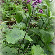 Adenostyles glabra