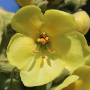 Verbascum densiflorum