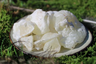 Copal Blanco (Mexico) - Copal blanco Proticum
