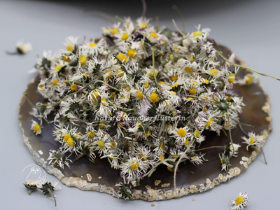 Gänseblümchen-Bellis-perennsis