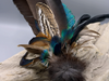 Räucherfeder  Pfau