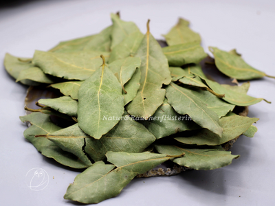 Lorbeer-Laurus-nobilis
