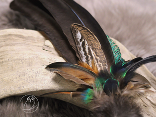 Räucherfeder  Pfau