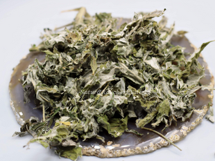 Moxakraut-amerikanisch-Artemisia-douglasian