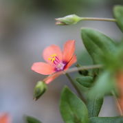 Ackergauchheil - Anagallis arvensis
