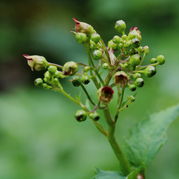 Scrophularia nodosa