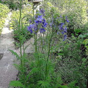 Polemonium_caeruleum