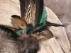 Räucherfeder  Pfau