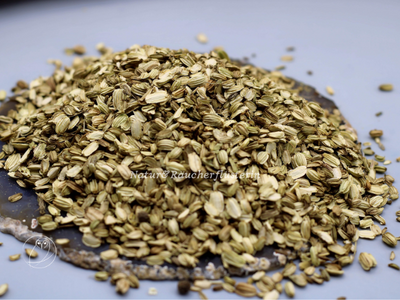 Erz- Engelwurz - Angelica archangelica