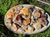 Seekiefer / Bordeaux Kiefer (Wildsammlung, naturrein) - Pinus pinaster