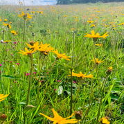 Arnica montana