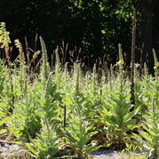 Verbascum densiflorum
