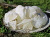 Copal Blanco (Mexico) - Copal blanco Proticum