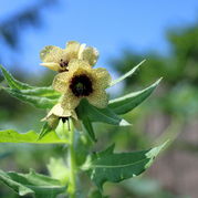Bilsenkraut-Hyoscyamus-niger