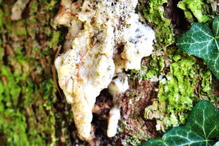 Fichtenharz (Wildsammlung, naturbelassen) - Picea abies