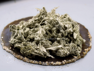 Steppenbeifuß (Artemisia ludoviciana) 