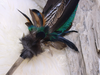 Räucherfeder  Pfau