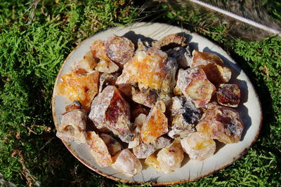 Seekiefer / Bordeaux Kiefer (Wildsammlung, naturrein) - Pinus pinaster