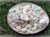 Weihrauch - Al Hojari Grad 1 (Oman) - Broswellia sacra