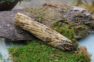 &nbsp;Yerba Santa - Heiliges Kraut&nbsp;Stick - Smudge Eriodictyon ssp.