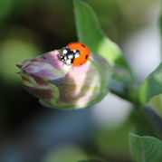 Muskatellersalbei - Salvia sclarea