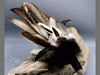 Räucherfächer - Pfau
