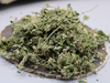 Zitronen-Katzenminze (Nepeta cataria 'Citriodora')