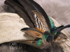 Räucherfeder  Pfau