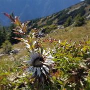 Carlina acaulis