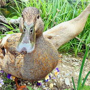 Ente Maya
