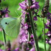 Heilziest - Betonia officinalis