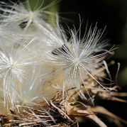 Mariendistel Silybum marienum