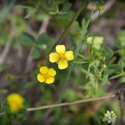 Veronica offcinalis