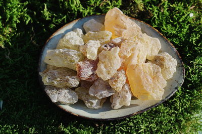 Copal Manila - Agathes alba 