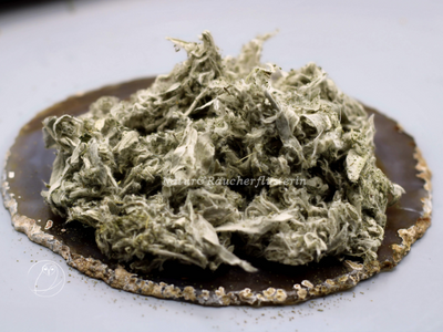 Steppenbeifuß (Artemisia ludoviciana) 