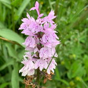 Orchidee Dactylorhiza majalis
