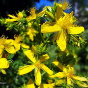 Hypericum perforatum