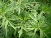 Beifuß-Ligurischer-Artemisia spez.
