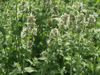 Zitronen-Katzenminze (Nepeta cataria 'Citriodora')