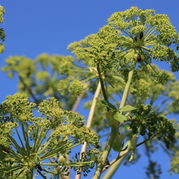 Angelica archangelica