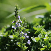 Veronica offcinalis