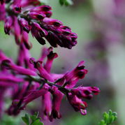 Fumaria offcinalis