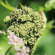 Meisterwurz Peucedanum ostruthium