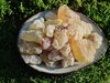 Copal Manila - Agathes alba 