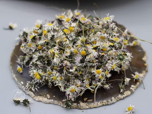 Gänseblümchen-Bellis-perennsis